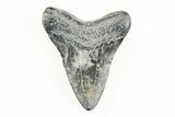 Juvenile Megalodon Tooth - South Carolina #196160-1